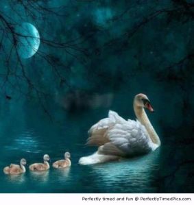 0000 swan-family-sailing-resizecrop--