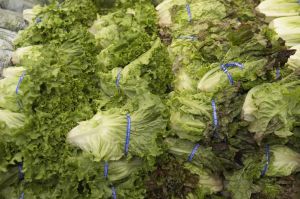 Close-up of lettuce in a supermarket