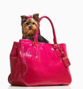 Small Dog in Pink Purse
