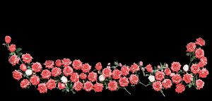 Close-Up Of Red Roses Against Black Background