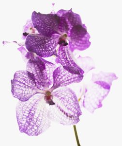 Close up of purple and white orchids